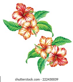 vector tropical hibiscus.