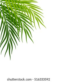 Vector tropical jungle background with palm trees and leaves on white background. Minimalism art. Modern decor.