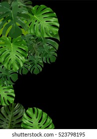 Vector tropical jungle background with palm trees and leaves on black background.
