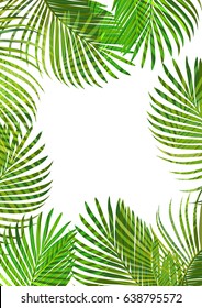 Vector tropical jungle background with palm trees and leaves.