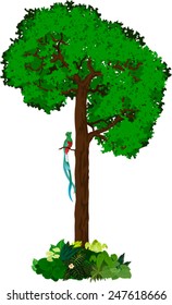  vector tropical jungle rainforest tree with quetzal