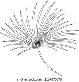 Ilustración vectorial de hojas tropicales, Dibujo manual de las flores modernas. Símbolos de árbol, palma