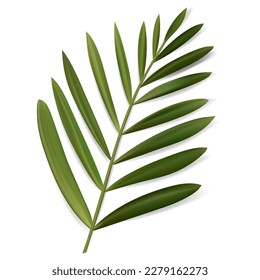 Vector Tropical Leaf. Isolated Exotics. Botanical illustration