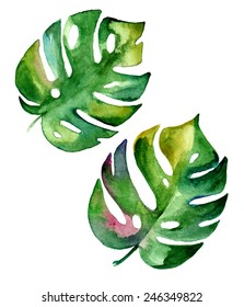 Vector Tropical Leaf, Monstera. Watercolor Illustration Of An Exotic Plant. 