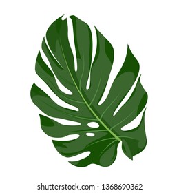 Vector tropical leaf on white background. Monstera. Vector illustration