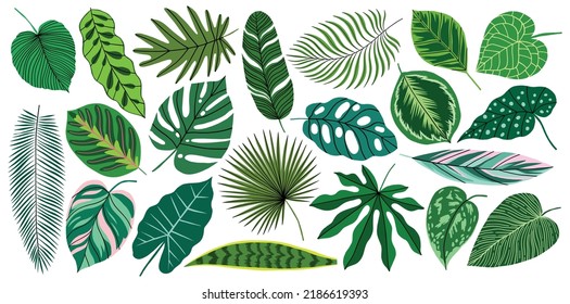 Vector tropical leaf set. Green jungle exotic plant element collection