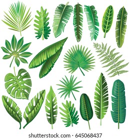 Vector tropical leaves - Shutterstock ID 645068437