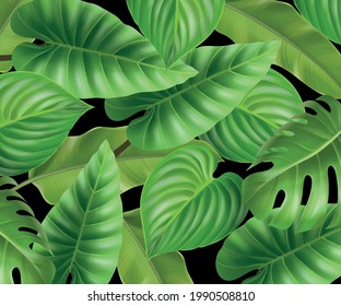 El fondo de las hojas tropicales vectoriales es negro. Diseño botánico exótico para cosméticos, productos sanitarios de spa. Monstera philodendron y hoja de selva bananera.