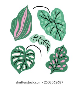 Vector tropical leaves illustration. Monstera leaf and other exotic plants isolated on white background. Botanical leaf collection abstract and simple flat style.