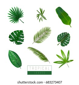 Vector tropical leaves isolate on white. Palma, bamboo, exotic plants. Colors art.