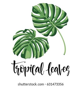 Vector tropical leaves, jungle leaves