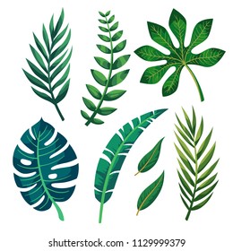 Vector tropical leaves on white background.
