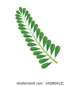 Vector tropical  leaves on white background. Quality watercolor imitation. Not trace. - Vector