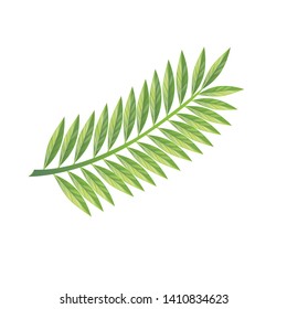 Vector tropical  leaves on white background. Quality watercolor imitation. Not trace. - Vector