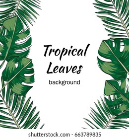 Vector of tropical leaves on white background.