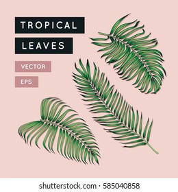 Vector tropical leaves set. Jungle tree branch. Vintage floral illustration. Hawaiian art. Exotic plants leaf. Botanical drawing. EPS 10.