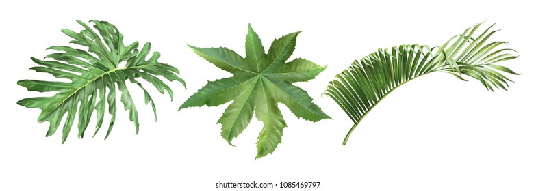 Vector tropical leaves set on white background. Philodendron, papaya, coconut leaves. Exotic design element for cosmetics, spa, perfume, fashion. Can be used as hawaiian style design element