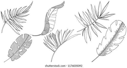 Vector tropical leaves in a watercolor style isolated. Vector leaf for background, texture, wrapper pattern, frame or border.
