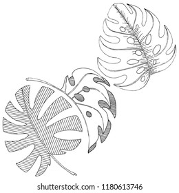 Vector tropical leaves in a watercolor style isolated. Vector leaf for background, texture, wrapper pattern, frame or border.