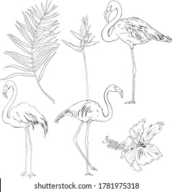 Conjunto vectorial tropical lineal con flamencos, hojas de palma, hibiscos y estrelitzia. Aves dibujadas a mano y flores ilustran la vida silvestre aislada en fondo blanco para diseño, impresión o fondo.