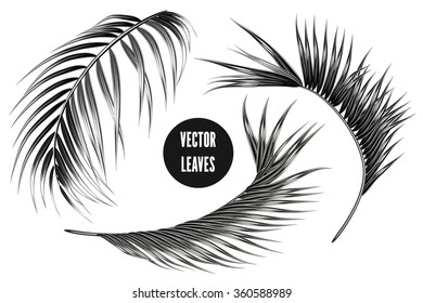 Vector tropical monochrome palm leaves, jungle leaf set isolated on white background