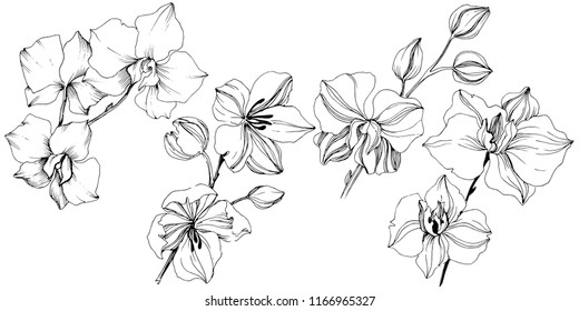 Vector tropical orchid flower. Floral botanical flower. Isolated illustration element. Vector wildflower for background, texture, wrapper pattern, frame or border.