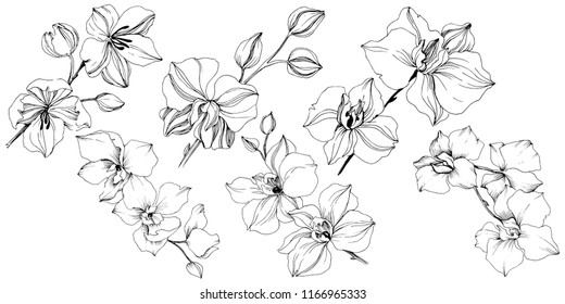 Vector Tropical Orchid Flower Floral Botanical Stock Vector (Royalty ...