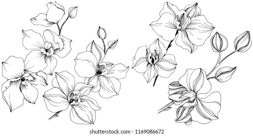Vector tropical orchid flower. Floral botanical flower. Isolated illustration element. Vector wildflower for background, texture, wrapper pattern, frame or border.