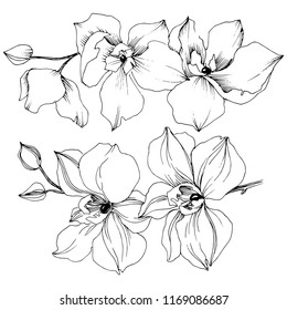 Vector tropical orchid flower. Floral botanical flower. Isolated illustration element. Vector wildflower for background, texture, wrapper pattern, frame or border.