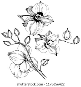 Vector tropical orchid flower. Floral botanical flower. Isolated illustration element. Vector wildflower for background, texture, wrapper pattern, frame or border.
