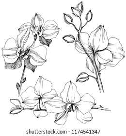 Vector tropical orchid flower. Floral botanical flower. Isolated illustration element. Vector wildflower for background, texture, wrapper pattern, frame or border.