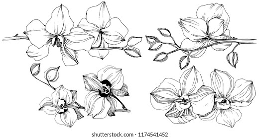 Vector tropical orchid flower. Floral botanical flower. Isolated illustration element. Vector wildflower for background, texture, wrapper pattern, frame or border.