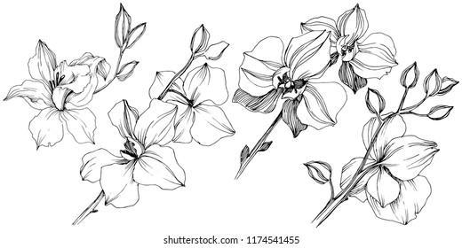 Vector tropical orchid flower. Floral botanical flower. Isolated illustration element. Vector wildflower for background, texture, wrapper pattern, frame or border.