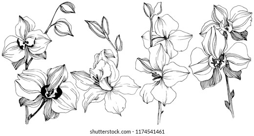 Vector tropical orchid flower. Floral botanical flower. Isolated illustration element. Vector wildflower for background, texture, wrapper pattern, frame or border.