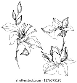 Vector tropical orchid flower. Floral botanical flower. Isolated illustration element. Vector wildflower for background, texture, wrapper pattern, frame or border.