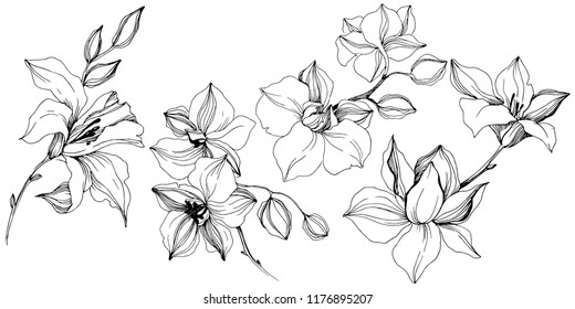 Vector tropical orchid flower. Floral botanical flower. Isolated illustration element. Vector wildflower for background, texture, wrapper pattern, frame or border.