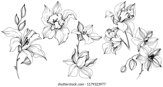 Vector tropical orchid flower. Floral botanical flower. Isolated illustration element. Vector wildflower for background, texture, wrapper pattern, frame or border.