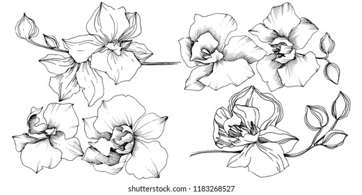 Vector tropical orchid flower. Floral botanical flower. Isolated illustration element. Vector wildflower for background, texture, wrapper pattern, frame or border.