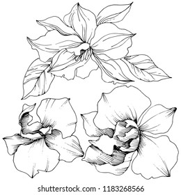 Vector tropical orchid flower. Floral botanical flower. Isolated illustration element. Vector wildflower for background, texture, wrapper pattern, frame or border.