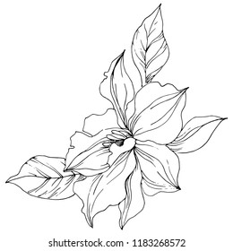 Vector tropical orchid flower. Floral botanical flower. Isolated illustration element. Vector wildflower for background, texture, wrapper pattern, frame or border.