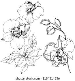 Vector tropical orchid flower. Floral botanical flower. Isolated illustration element. Vector wildflower for background, texture, wrapper pattern, frame or border.