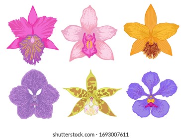 Flores de orquídeas tropicales vectoriales. 