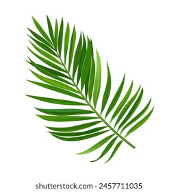 Vector tropical palm branch isolated on white background.