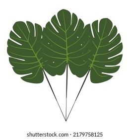 Vector Tropical Palm Green Leaf Leaves Hawaiian Plants
