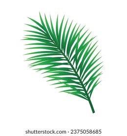 tropisches Palmenblatt mit Vektorgrafik, einzeln auf weiß.