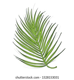 Vector tropical palm leaf, jungle leaves isolated on white background