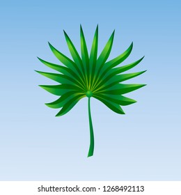 Vector tropical palm leaf on blue background