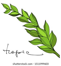 Vector Tropical palm leaves. Exotic tropical hawaiian summer. Palm beach tree leaves jungle botanical. Engraved ink art. Isolated flowers illustration element.