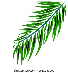 Vector tropical palm leaves isolated on white background