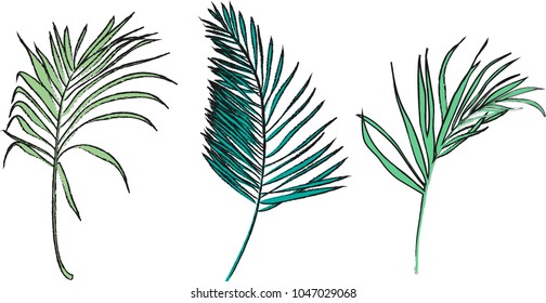 hojas vectoriales de palma tropical, hojas de selva aisladas en fondo blanco. Ilustraciones botánicas tropicales. elemento floral. dibujado a mano. 